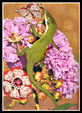 Salamander & Jewels